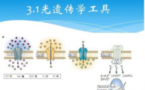 新的光遗传学工具使用聚焦光来减少基于肌动蛋白和肌球蛋白的收缩力