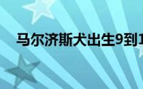 马尔济斯犬出生9到12天左右就会睁眼睛