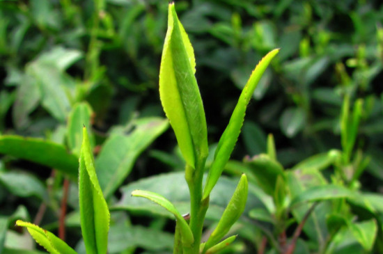 绿茶农药残留高吗，茶叶那些农残容易超标？