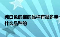 纯白色的猫的品种有很多单一的以颜色来看是没办法判断是什么品种的