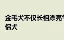 金毛犬不仅长相漂亮气质卓越是非常优秀的伴侣犬