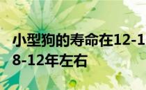 小型狗的寿命在12-16年左右大型狗的寿命在8-12年左右