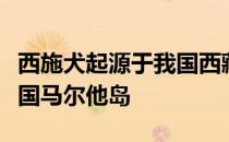 西施犬起源于我国西藏马尔济斯犬原产地是英国马尔他岛