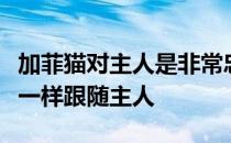 加菲猫对主人是非常忠诚的它能够像一只小狗一样跟随主人