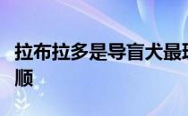 拉布拉多是导盲犬最理想的犬种它们的性格温顺