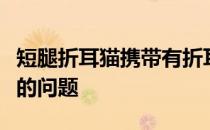 短腿折耳猫携带有折耳基因所以会存在软骨病的问题