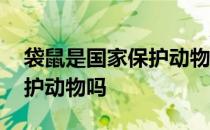 袋鼠是国家保护动物吗是几级 袋鼠是国家保护动物吗 