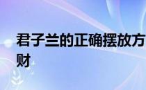 君子兰的正确摆放方向 君子兰摆放哪里最旺财 