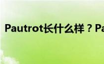 Pautrot长什么样？Pautrot为什么叫菠萝？