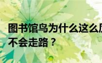 图书馆鸟为什么这么厉害？为什么图书馆的鸟不会走路？