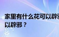 家里有什么花可以辟邪？想问问大家什么花可以辟邪？