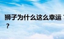 狮子为什么这么幸运？狮子为什么是吉祥动物？