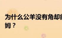 为什么公羊没有角却能使用魔法？为什么是拉姆？