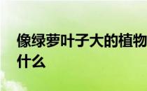 像绿萝叶子大的植物叫什么 像绿萝的植物叫什么 