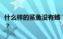 什么样的鲨鱼没有鳍？为什么有鲨鱼没有防鲨？