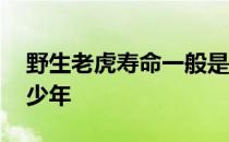 野生老虎寿命一般是多少 老虎的寿命一般多少年 