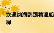 坎通纳海鸥跟着渔船 坎通纳海鸥和渔船的诠释 