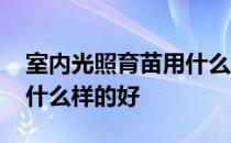 室内光照育苗用什么样的灯 我想知道室内灯什么样的好 