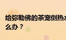 给弥勒佛的茶宠倒热水怎么样？茶宠佛坏了怎么办？