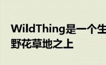 WildThing是一个生物小屋 位于拉脱维亚的野花草地之上