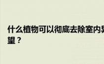 什么植物可以彻底去除室内异味？卧室植物有哪些吸味的希望？