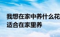 我想在家中养什么花最合适 我想问问什么花适合在家里养 