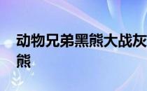 动物兄弟黑熊大战灰熊 黑熊为什么打不过灰熊 