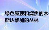 绿色屋顶和烧焦的木头将AtelierVilla融入哥斯达黎加的丛林