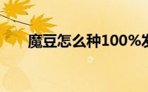 魔豆怎么种100%发芽（魔豆怎么种）