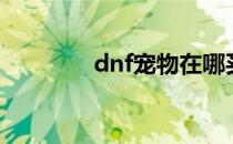 dnf宠物在哪买（dnf宠物）