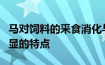 马对饲料的采食消化与吸收既有共性也具有明显的特点