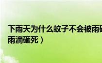 下雨天为什么蚊子不会被雨砸死（下雨天为什么蚊子不会被雨滴砸死）