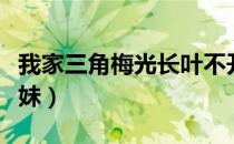 我家三角梅光长叶不开花怎么回事（我家三姐妹）