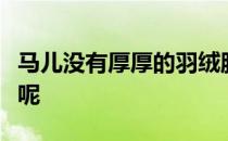 马儿没有厚厚的羽绒服那马儿靠什么度过寒冬呢