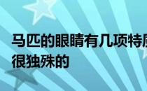 马匹的眼睛有几项特质是在所有动物界中算是很独殊的