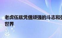 老虎伍兹凭借顽强的斗志和强大的震慑力在奥古斯塔震惊了世界