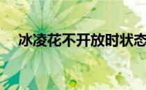 冰凌花不开放时状态（冰凌花不能卖吗）