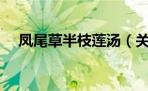 凤尾草半枝莲汤（关于凤尾草半枝莲汤）