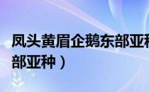 凤头黄眉企鹅东部亚种（关于凤头黄眉企鹅东部亚种）