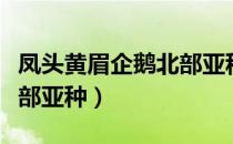 凤头黄眉企鹅北部亚种（关于凤头黄眉企鹅北部亚种）