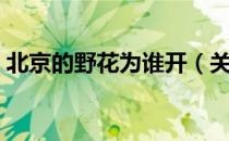 北京的野花为谁开（关于北京的野花为谁开）