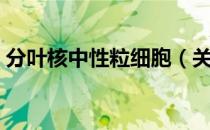 分叶核中性粒细胞（关于分叶核中性粒细胞）