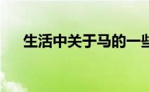 生活中关于马的一些问题常让我们迷惑