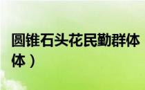 圆锥石头花民勤群体（关于圆锥石头花民勤群体）