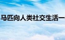 马匹向人类社交生活一样需要合理的私人空间