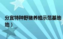 分宜特种野猪养殖示范基地（关于分宜特种野猪养殖示范基地）