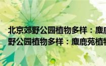 北京郊野公园植物多样：麋鹿苑植物识别手册（关于北京郊野公园植物多样：麋鹿苑植物识别手册）