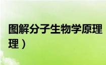 图解分子生物学原理（关于图解分子生物学原理）