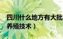 四川什么地方有大批的黄鳝养殖?（四川黄鳝养殖技术）