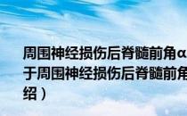 周围神经损伤后脊髓前角α-运动神经元损伤机制的研究（关于周围神经损伤后脊髓前角α-运动神经元损伤机制的研究介绍）